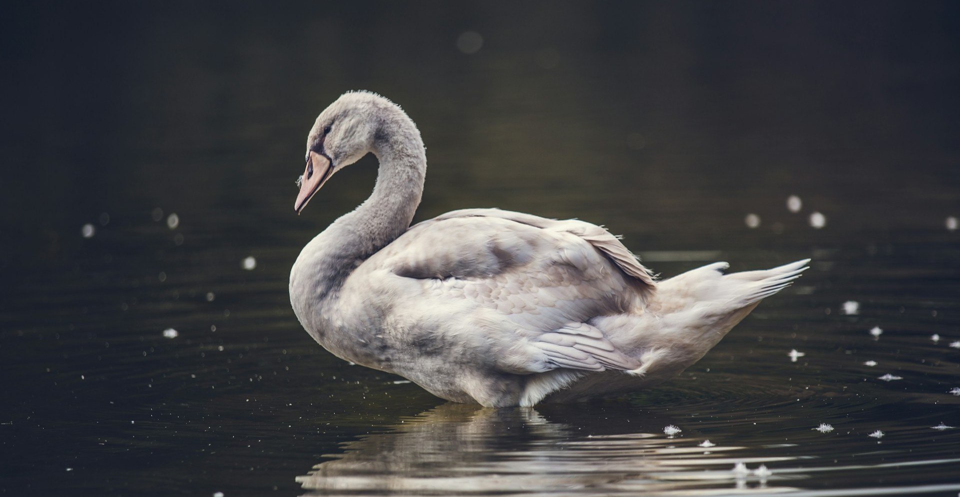 Lohengrin