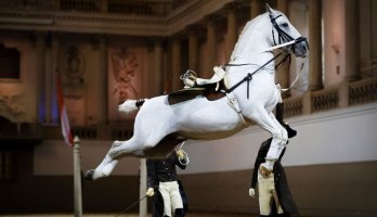 Spanische Hofreitschule Wien