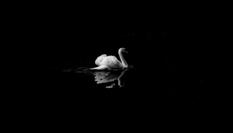 Cygne noir Ballet